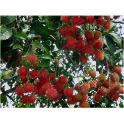 Nasiona Jagodzian Rambutan szt.3 Nxx546