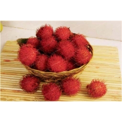 Nasiona Jagodzian Rambutan szt.3 Nxx546