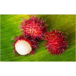 Nasiona Jagodzian Rambutan szt.3 Nxx546
