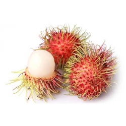Nasiona Jagodzian Rambutan szt.3 Nxx546
