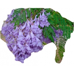 Nasiona Jakaranda mimozolistna niebieska szt.5 N414