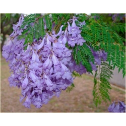 Nasiona Jakaranda mimozolistna szt.5 Nxx414