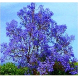 Nasiona Jakaranda mimozolistna szt.5 Nxx414