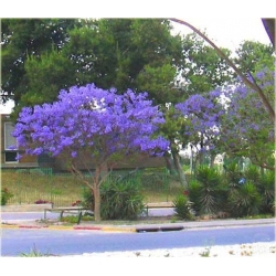 Nasiona Jakaranda mimozolistna szt.5 Nxx414