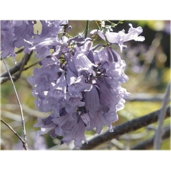 Nasiona Jakaranda mimozolistna szt.5 Nxx414