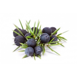 Nasiona Jałowiec przyprawa Juniperus szt.5 Nxx698