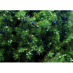 Nasiona Jałowiec przyprawa Juniperus szt.5 Nxx698