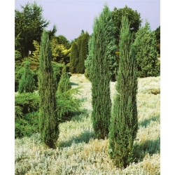 Nasiona Jałowiec przyprawa Juniperus szt.5 Nxx698