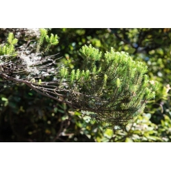 Nasiona Jałowiec przyprawa Juniperus szt.5 Nxx698