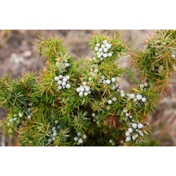 Nasiona Jałowiec przyprawa Juniperus szt.5 Nxx698