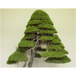 Nasiona Jałowiec na bonsai szt.5 N279