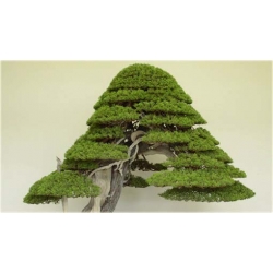 Nasiona Jałowiec na bonsai szt.5 Nxx279