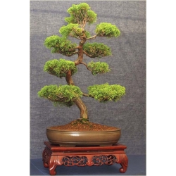 Nasiona Jałowiec na bonsai szt.5 Nxx279