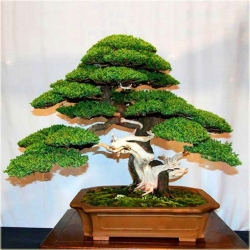 Nasiona Jałowiec na bonsai szt.5 Nxx279