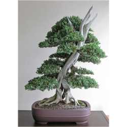 Nasiona Jałowiec na bonsai szt.5 Nxx279