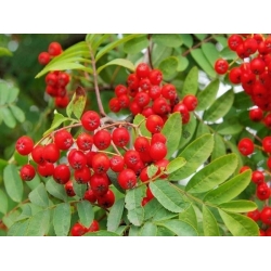 nasiona Jarząb pospolity Sorbus aucuparia szt5 Fore229