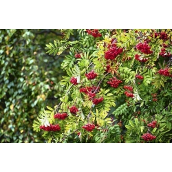 nasiona Jarząb pospolity Sorbus aucuparia szt5 Fore229