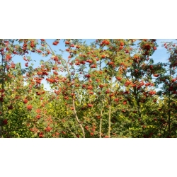 nasiona Jarząb pospolity Sorbus aucuparia szt5 Fore229