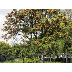 nasiona Jarząb pospolity Sorbus aucuparia szt5 Fore229