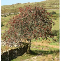 nasiona Jarząb pospolity Sorbus aucuparia szt5 Fore229