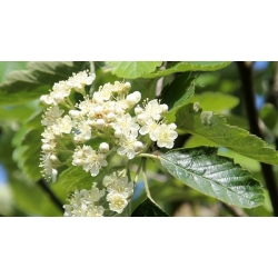 nasiona Jarząb szwedzki Sorbus intermedia szt5 Fore230