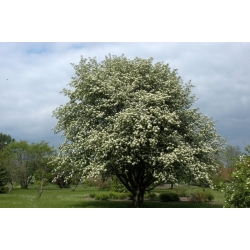 nasiona Jarząb szwedzki Sorbus intermedia szt5 Fore230