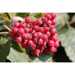 nasiona Jarząb szwedzki Sorbus intermedia szt5 Fore230