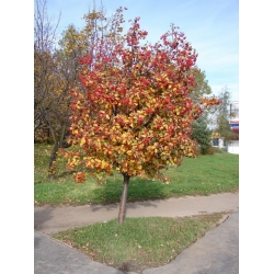 nasiona Jarząb szwedzki Sorbus intermedia szt5 Fore230