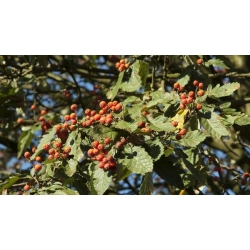 nasiona Jarząb szwedzki Sorbus intermedia szt5 Fore230