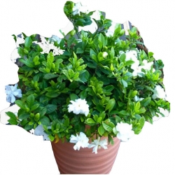 Nasiona Jaśmin arabski biały szt.3 N584