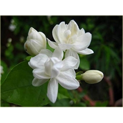 Nasiona Jaśmin arabski biały szt.3 Nxx584