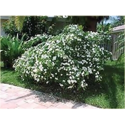 Nasiona Jaśmin arabski biały szt.3 Nxx584