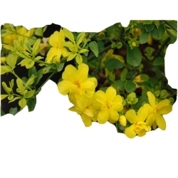 Nasiona Jaśmin kwiecisty żółty szt.3 N435