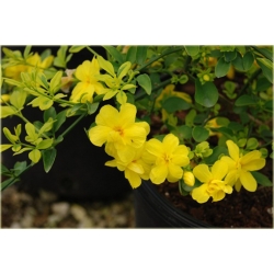 Nasiona Jaśmin kwiecisty żółty szt.3 Nxx435