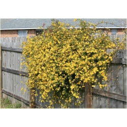 Nasiona Jaśmin kwiecisty żółty szt.3 Nxx435