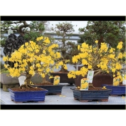 Nasiona Jaśmin kwiecisty żółty szt.3 Nxx435