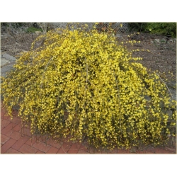 Nasiona Jaśmin kwiecisty żółty szt.3 Nxx435