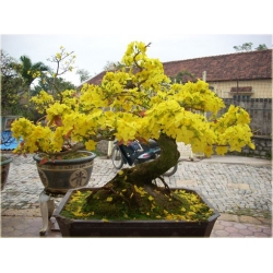 Nasiona Jaśmin kwiecisty żółty szt.3 Nxx435