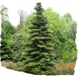 Nasiona Jodła koreańska szt.5 N401