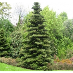 Nasiona Jodła koreańska szt.5 Nxx401