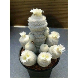 Nasiona Kaktus biały szt.5 N327