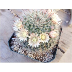 Nasiona Kaktus biały kwiat biały szt.5 Nxx327