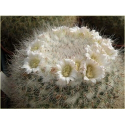 Nasiona Kaktus biały kwiat biały szt.5 Nxx327