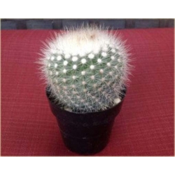 Nasiona Kaktus biały kwiat biały szt.5 Nxx327