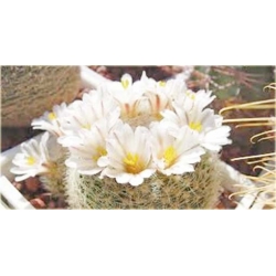 Nasiona Kaktus biały kwiat biały szt.5 Nxx327