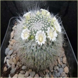 Nasiona Kaktus biały kwiat biały szt.5 Nxx327