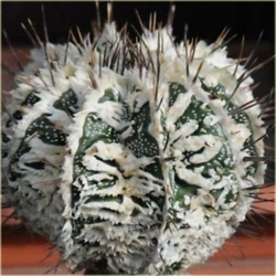 Nasiona Kaktus biały kwiat żółty szt.5 Nxx328