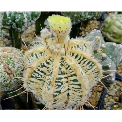 Nasiona Kaktus biały kwiat żółty szt.5 Nxx328