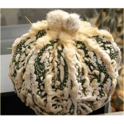 Nasiona Kaktus biały kwiat żółty szt.5 Nxx328