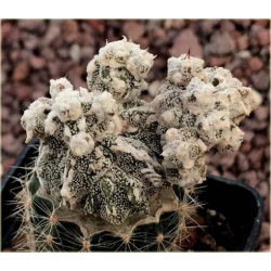 Nasiona Kaktus biały kwiat żółty szt.5 Nxx328